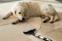 Dog watching Vacuum