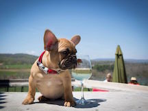 Dog at Winery