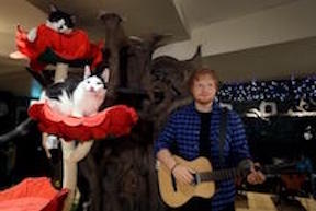 Ed Sheehan Wax Model at Cat Cafe