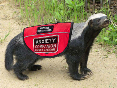 Emotional Support Badger - Cracking down on Emotional Support Animals