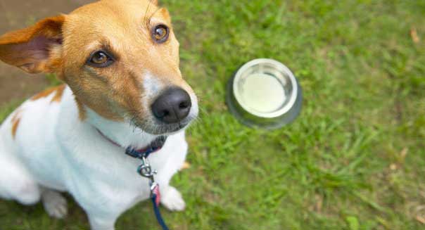 Dog With Empty Bowl