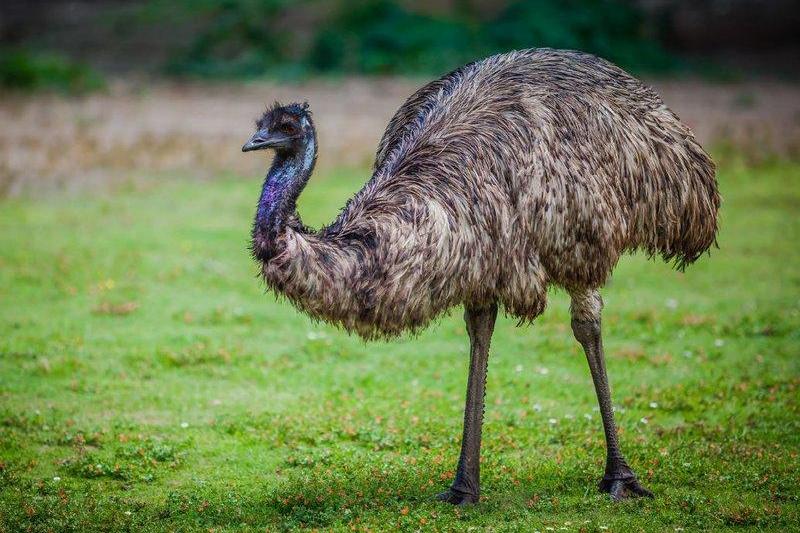 Emu