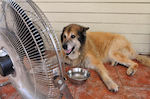 Fan Blowing on Dog