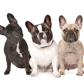 French Bulldogs