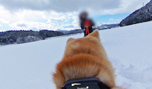 Google Dog View