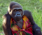 Gorilla in a Dress