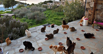 Greek Cat Rescue