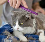 Woman Grooming Cat