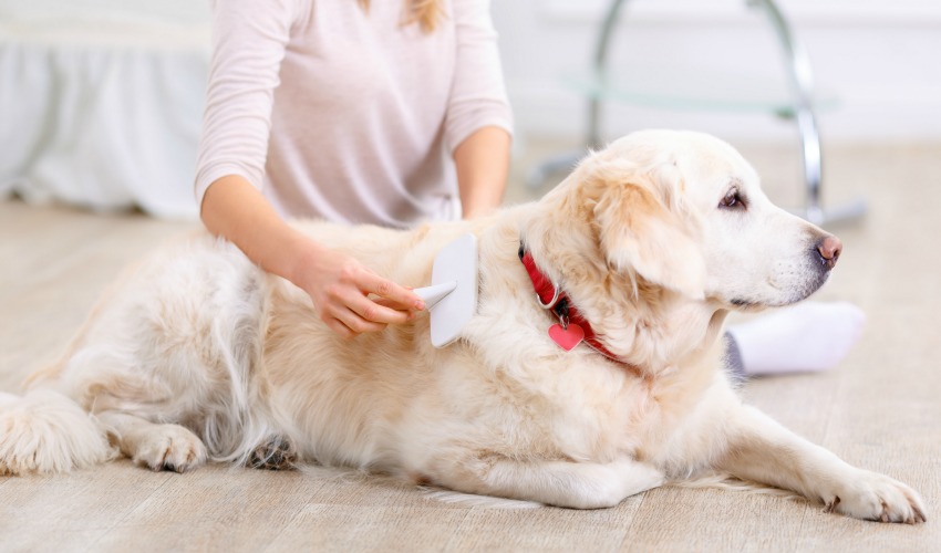 Grooming Elderly Dog