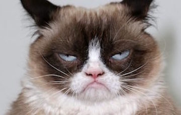 Grumpy Cat