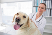 Happy Labrador at Vet Office