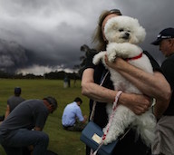 Hawaii Volcano Dog