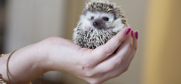 Hedgehog