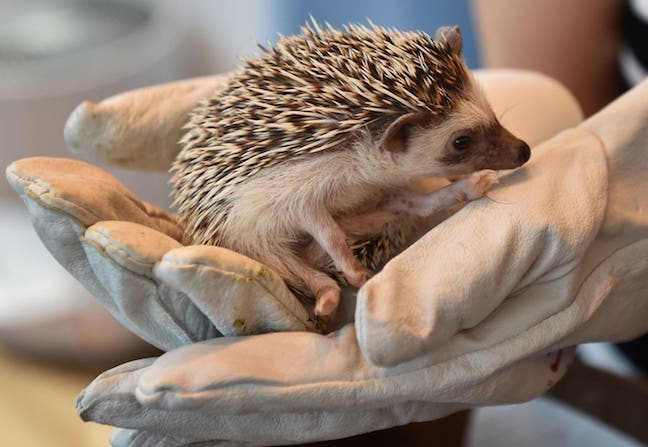 Holding Hedgehog with Glove