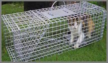 Humane Cat Trap