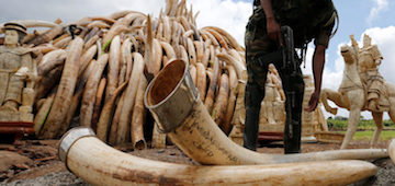 Ivory Trade