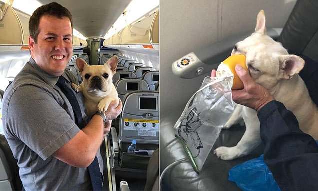 Flight Attendant with French Bulldog