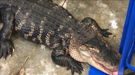 Katfish the Alligator gets Legal Representation