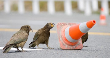 Kea Parrots Moving Traffic Cone