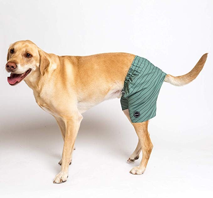 Kove Dog Swim Trunks