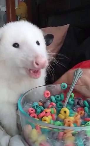 Kricket Eating Fruit Loops