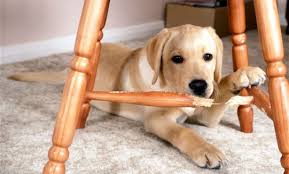 Puppy Chewing on Chair