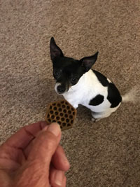 Ladybug LOVES this treat!
