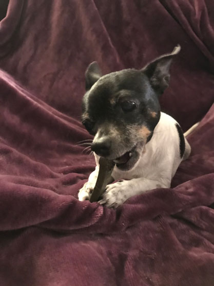 A treat that cleans teeth