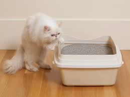 Cat Avoiding LitterBox