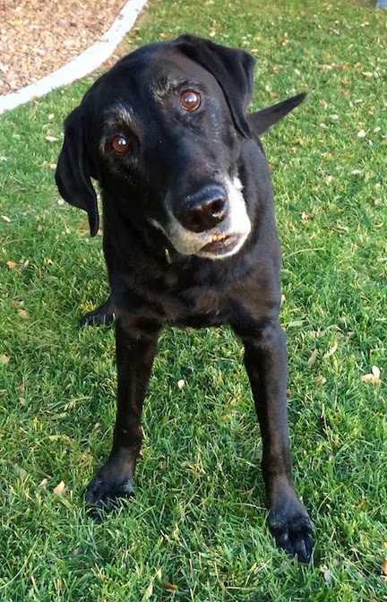 Magnum With Head Tilt