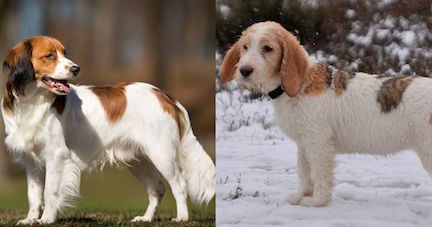 Nederlandse Kooikerhondie and Grand Basset Griffon Vendeen