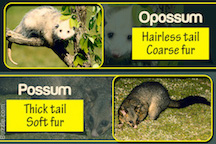 Opossum and Possum