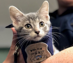 Pawfficer Donut