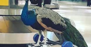 Peacock at Airport