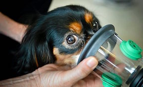 Pet Oxygen Mask Used on Dog