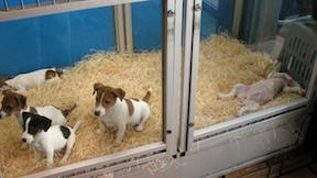 Pet Store Puppies