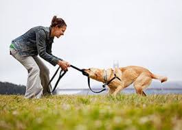 Woman Playing with Dog