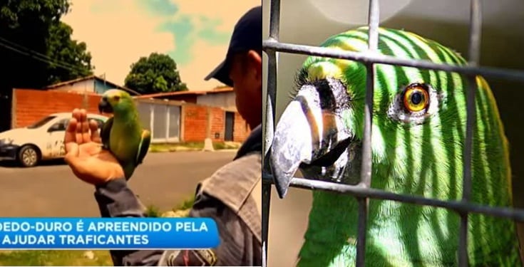 Police Take Parrot Into Custody