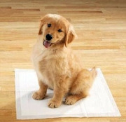 Potty Training Puppy