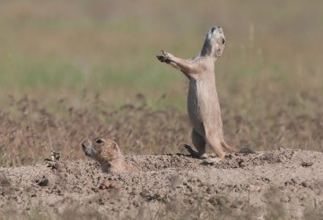 Prairie Dogs