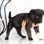 Puppy Receiving Vaccination