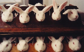 Rabbit Cosmetic Testing