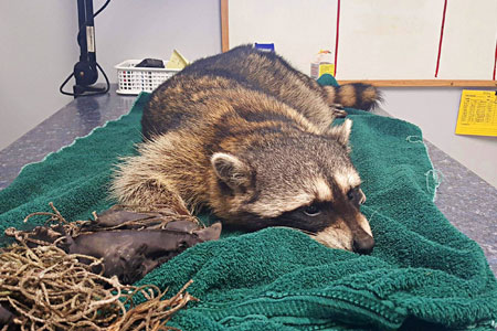 Raccoon Overdoses on Heroin