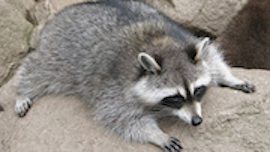 Stoned Raccoon