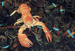 Rare Lobster