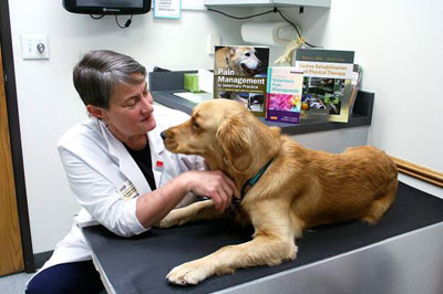Pain and Palliative Medicine for Pets