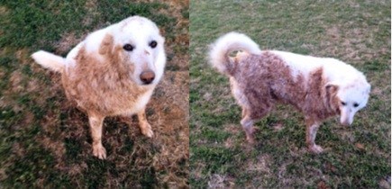 Dog After Rolling in Dirt