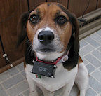 Dog Wearing Shock Collar