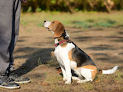 Dog Sitting At Man's Feet