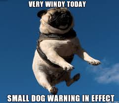 Small Dog Warning